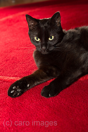 Schwarzer Kater rekelt sich auf rotem Teppich