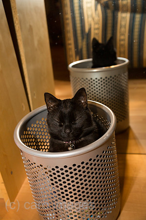 Schwarzer Kater