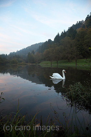 Frankreich, Schwan im See, der zum Dorf Graufthal im Zinseltal im Regionalen Naturpark Nordvogesen