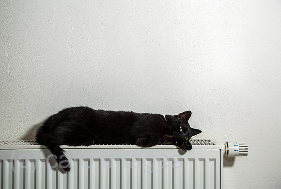 Schwarzer Kater