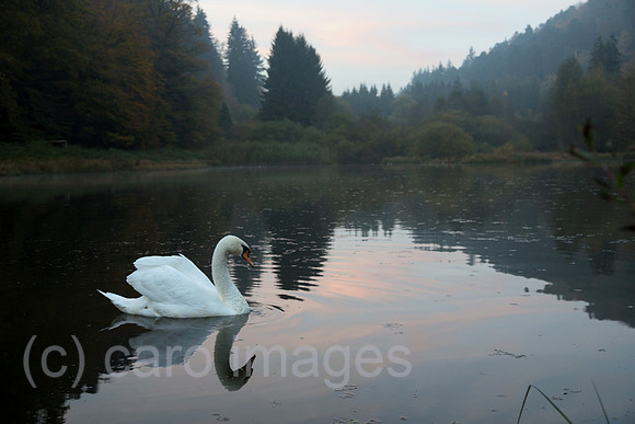 Frankreich, Schwan im See, der zum Dorf Graufthal im Zinseltal im Regionalen Naturpark Nordvogesen