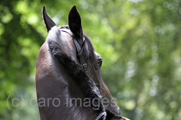 Hoppegarten, Deutschland, Pferd hat die Ohren nach hinten gedreht
