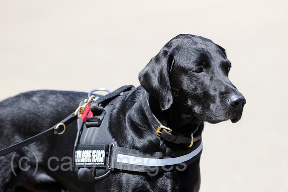 Royal Ascot, Grossbritannien, Sprengstoff-Suchhund