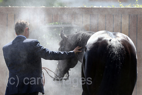 Royal Ascot, Grossbritannien, Horse cooling down after a race