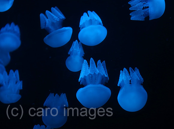 00S180330D183CARO.JPG