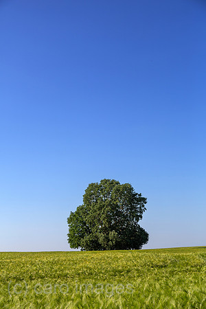 00A160603D251CAROEX.JPG