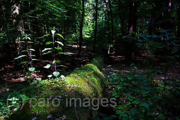 00A160605D095CAROEX.JPG
