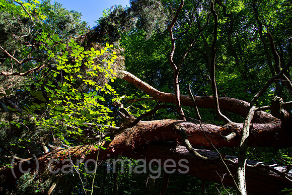00A160605D089CAROEX.JPG