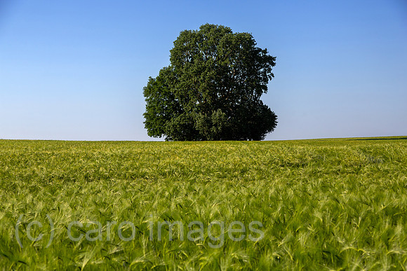 00A160603D249CAROEX.JPG