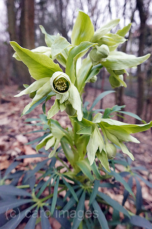 00S220116D011CAROEX.JPG