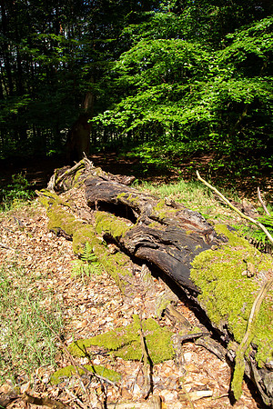 00A160605D081CAROEX.JPG