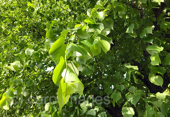 00S220510D029CAROEX.JPG