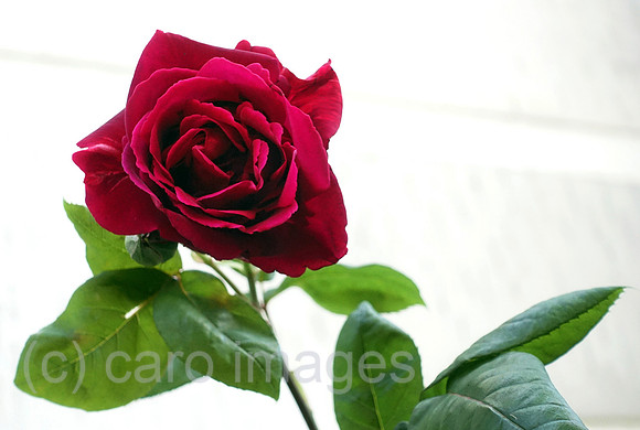00S220602D207CAROEX.JPG