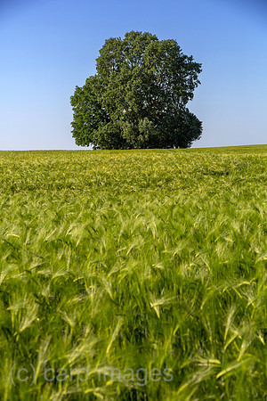 00A160603D252CAROEX.JPG