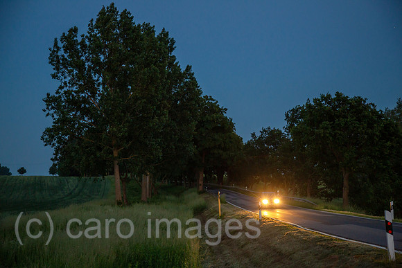 00A160603D290CAROEX.JPG