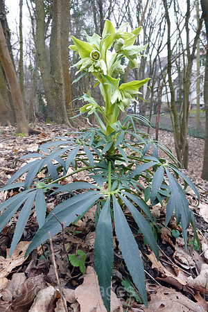 00S220116D010CAROEX.JPG