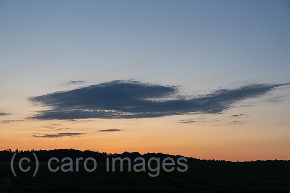 00A160603D277CAROEX.JPG