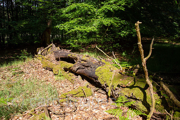 00A160605D079CAROEX.JPG