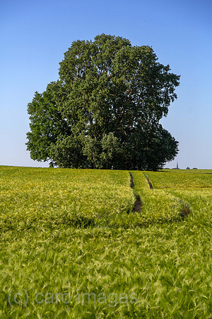 00A160603D247CAROEX.JPG