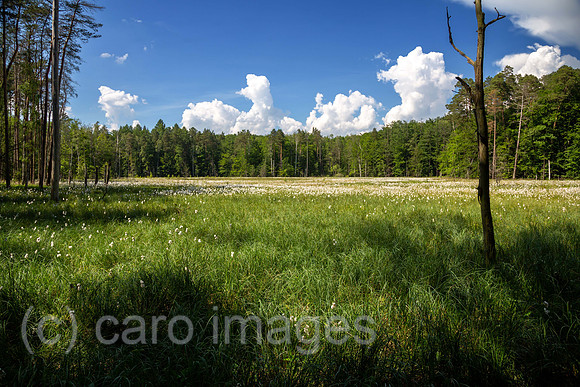 00A160605D065CAROEX.JPG