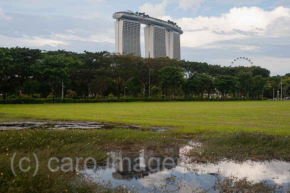 0SL201211D008CAROEX.JPG