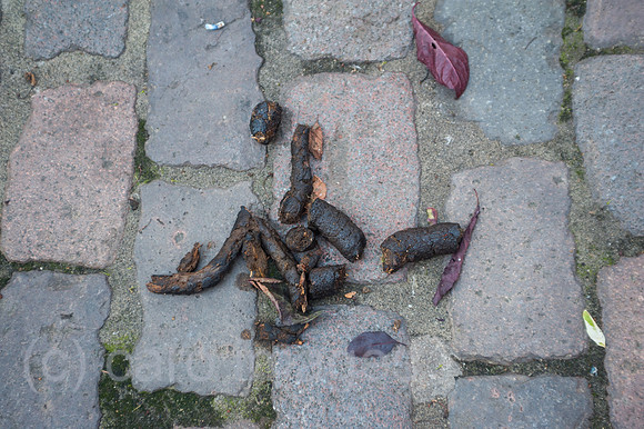 Heidelberg, Deutschland, Hundehaufen auf Kopfsteinpflaster