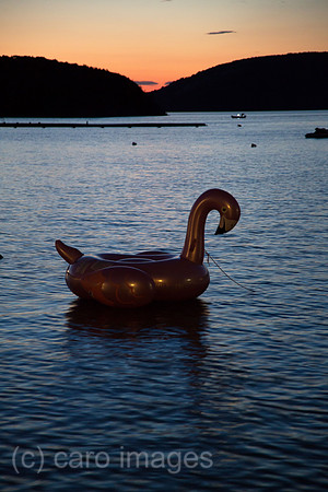 00A200622D039CAROEX.JPG