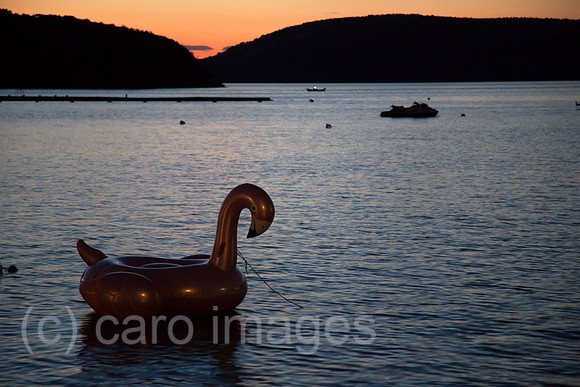 00A200622D034CAROEX.JPG