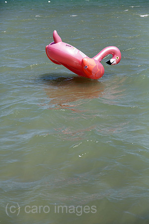 00A200623D093CAROEX.JPG