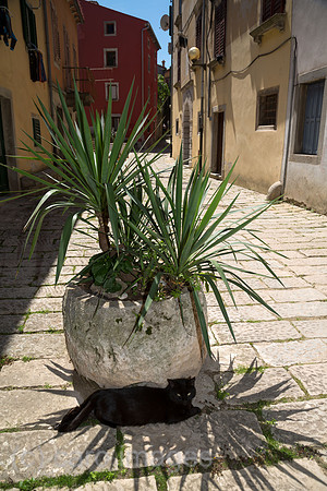 00A160521D102CAROEX.JPG