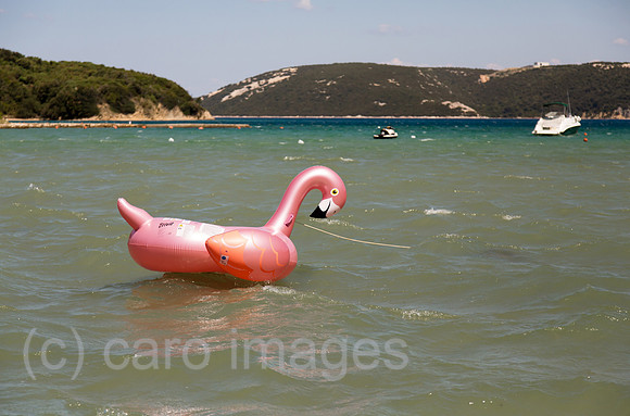 00A200623D097CAROEX.JPG