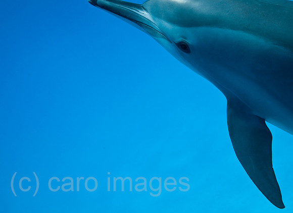 0SH120510D162CARO.JPG