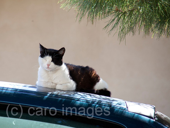 0SH120510D348CARO.JPG