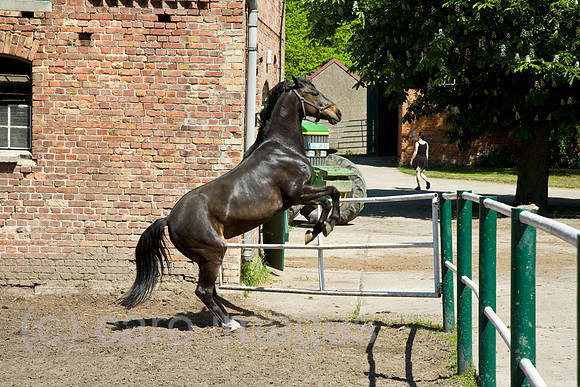 0SH110413D096CARO.JPG