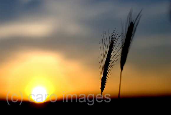0RC100719D007CARO.JPG