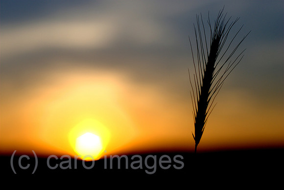0RC100719D008CARO.JPG