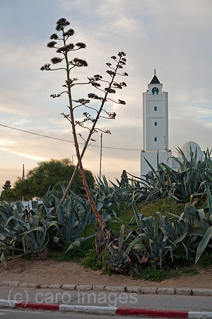 0SP091126D260CARO.JPG