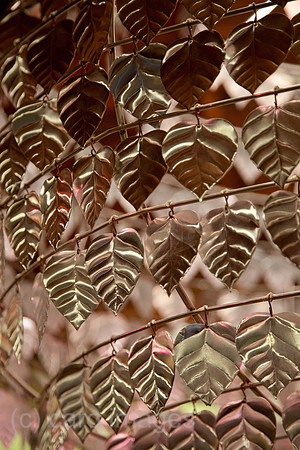 0SH130313D015CARO.JPG