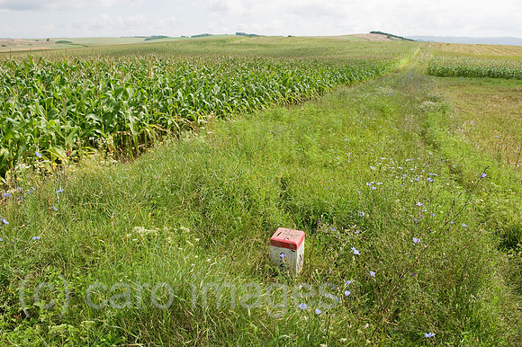 0CE100809D016CARO.JPG