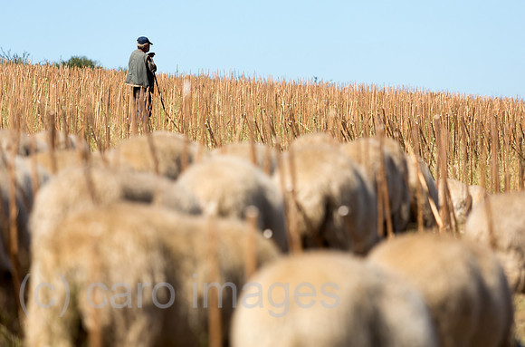 00A160831D284CAROEX.JPG