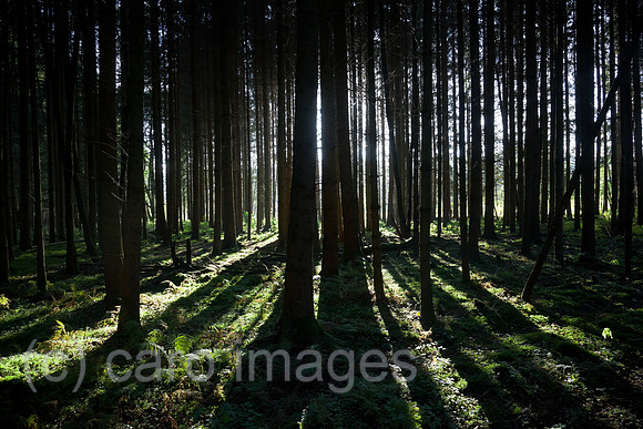 0BG121011D004CARO.JPG