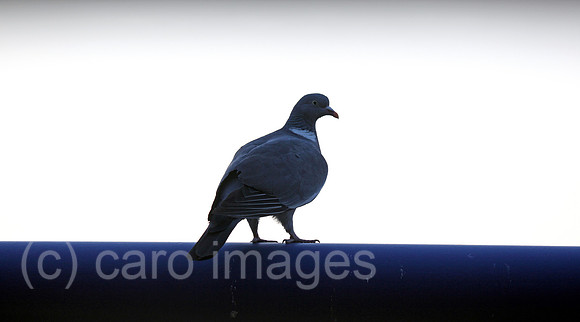 0BS090920D001CARO.JPG