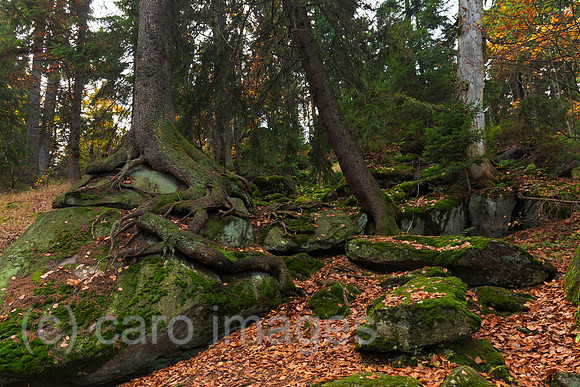 0BG121010D002CARO.JPG