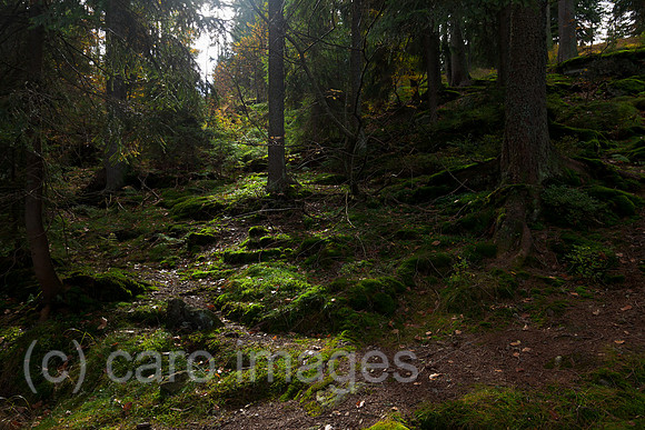 0BG121010D005CARO.JPG