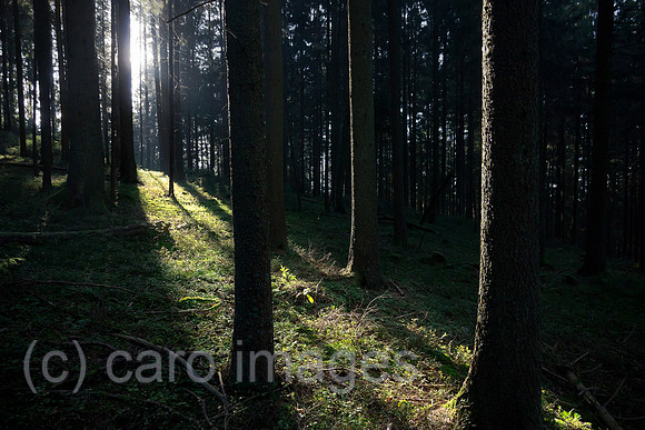 0BG121011D001CARO.JPG