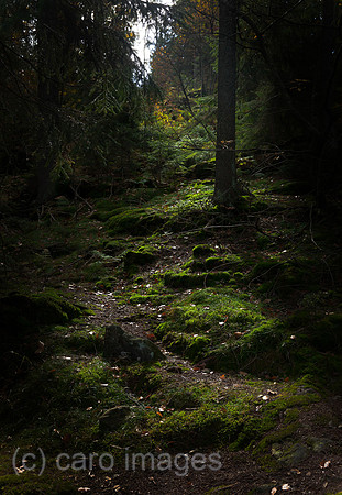 0BG121010D004CARO.JPG