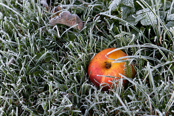 0BG121028D016CARO.JPG