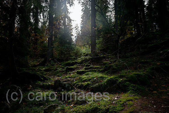 0BG121010D006CARO.JPG