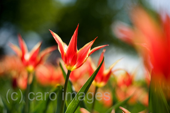 0CK100428D023CARO.JPG