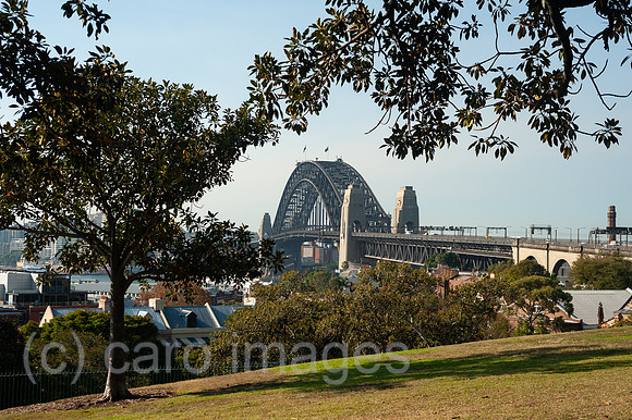 0SL180509D013CAROEX.JPG